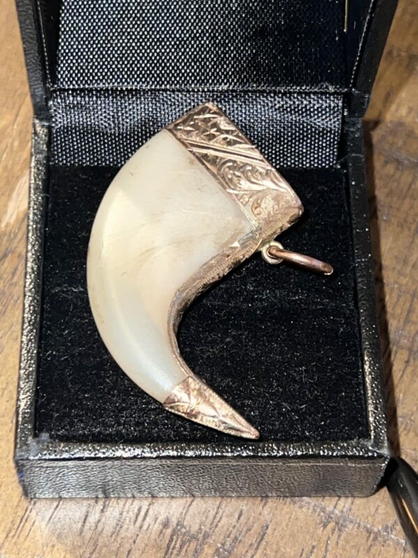 9ct gold mounted tiger claw pendant